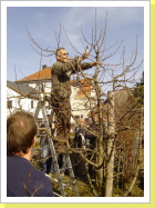 Obstbaumschnitt im Lehrgarten durch unseren Ehrenvorsitzenden Wilfried Raab