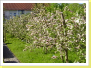 Obstbaumblüte im Lehrgarten